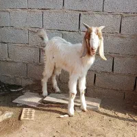 نر بزغاله دورگ مناسب پرواری و داشتی|حیوانات مزرعه|گنبد کاووس, |دیوار