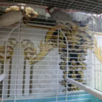 فنج نرگسی|پرنده|سوسنگرد, |دیوار