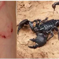 سمپاشی عقرب|خدمات نظافت|کیش, |دیوار