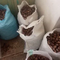 گردو بادم|خوردنی و آشامیدنی|قم, صفائیه|دیوار