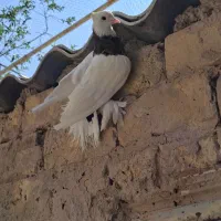 نر توقی سرور مست