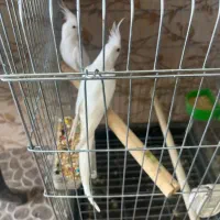 عروس  آلبینو وسینامون