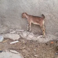 کهره ماده 7500 کهره هل هست