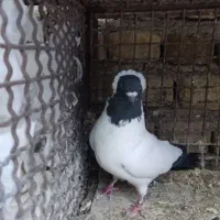 پرستویی .. امپراتور