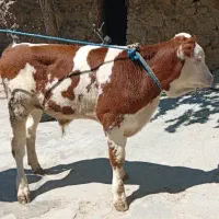 گوساله نر