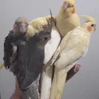 عروس هلندی
