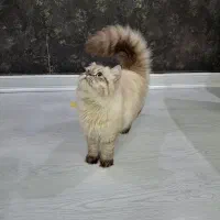 گربه نژاد هیمالین ۹ ماهه درحال حاضر فحل است