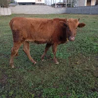 لیشه دستور پابلند یک ماه تخم خورده