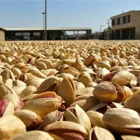 بزرگ ترین خریدار پسته و فروشنده پسته در  زاهدان