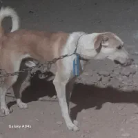 سگ نگهبان نر درجه یک شرطی