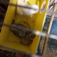 مرغ عشق با جوجه