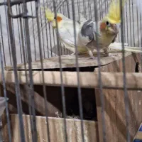 عروس هلندی مولد با جوجه