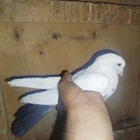کبوتر تهرونی دمبی