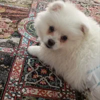 سگ چهار ماهه نر تازه واکسیناسیون شده سالم سلامت|سگ|پاکدشت, حصار امیر|دیوار