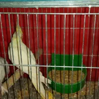 عروس هلندی|پرنده|کرمان, |دیوار