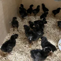 تعدادی جوجه امروک