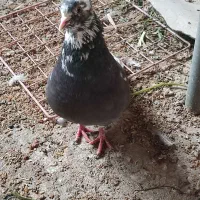 کبوتر|پرنده|برازجان, |دیوار