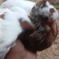 کله ای وطوقی|پرنده|اسفرورین, |دیوار