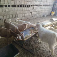 فروش بز دورگه سانن|حیوانات مزرعه|سیرجان, |دیوار