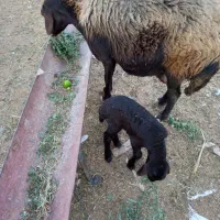 گوسفند بابره نر|حیوانات مزرعه|نگین شهر, |دیوار