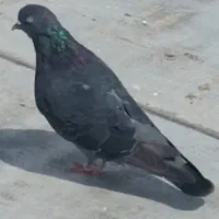 کبوتر پرشی|پرنده|ساری, |دیوار