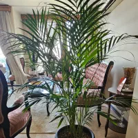 نخل اریکا و پیله موا