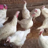 بوقلمون گوشتی|حیوانات مزرعه|میاندوآب, |دیوار