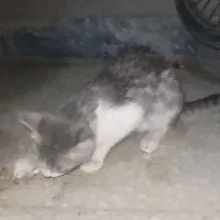 گربه خانگی پیدا شده
