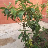 نهال ازگیل|گل و گیاه طبیعی|اصفهان, حسین‌آباد|دیوار