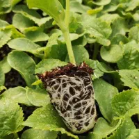 فروشگاه کشاورزی|خدمات باغبانی و درختکاری|شیراز, شهرک بهار|دیوار