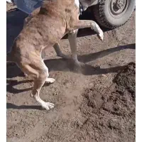 سگ ماده 3ساله|سگ|سبزوار, زینبیه|دیوار