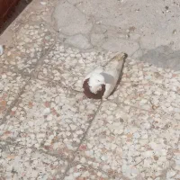 باسلام کبوتر