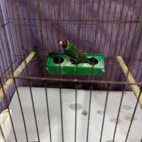 فنچ گلدین|پرنده|رشت, نخودچر|دیوار