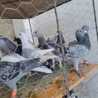 کبوتر ی بوم|پرنده|دشتابی, |دیوار