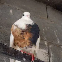 کفتر عالی عشق بازا می‌ دونن این چیه|پرنده|رودشت (چهارمحال و بختیاری), |دیوار