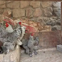 فروش مرغ و خروس برهما