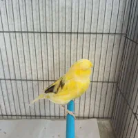 قناری نرخوش رنگ وزیبا|پرنده|کاشان, فاز ۱ ناجی آباد|دیوار