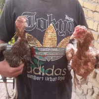 مرغ لاری نسل عالی