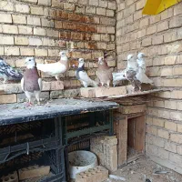 رنگی|پرنده|خرمشهر, |دیوار