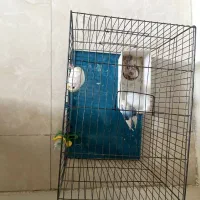 مرغ عشق|پرنده|شهر ری, صفاییه (چشمه علی)|دیوار