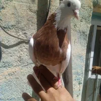 طوقی سرخ خال مشکی|پرنده|سمیرم, |دیوار