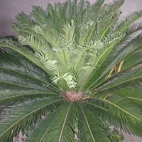 گل سیکاس|گل و گیاه طبیعی|بابل, |دیوار