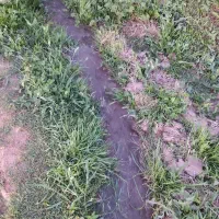 پسته گلدانی یکساله