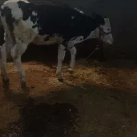 گوساله ماده سیمینتال