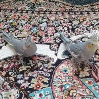 طوطی هلندی عروس قشنگ جفت