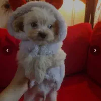 توله سگ ۳ ماهی ..نژاد شیتزو..شناسنامه دار