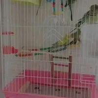 مرغ عشق|پرنده|مریوان, |دیوار