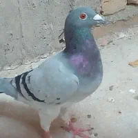 کفتر مسافتی درجه ا نژاد جان آردن|پرنده|کازرون, |دیوار