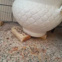 گلدان|گل و گیاه طبیعی|بندر ماهشهر, |دیوار