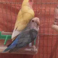 یک جفت کوتوله مولد همراه وسایل